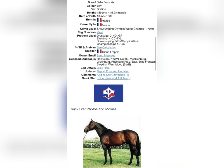 Irish Sport Horse Mare 1 year Black in Pembrokeshire