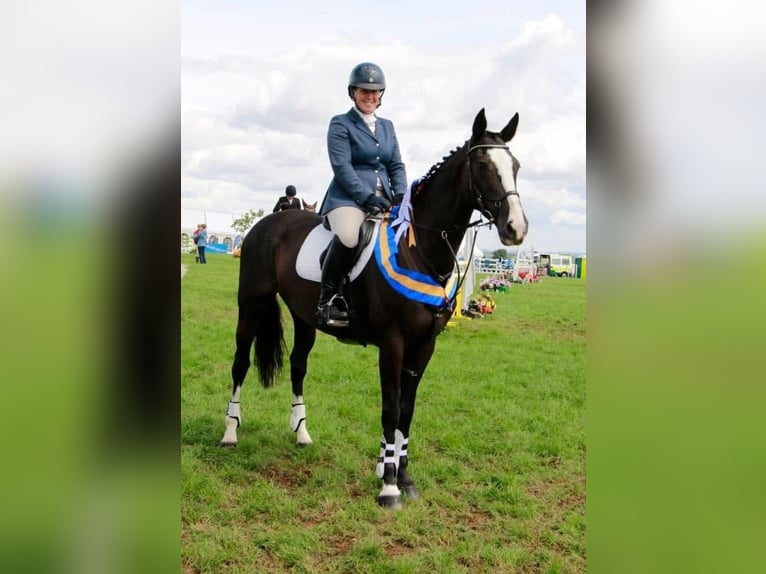 Irish Sport Horse Mare 1 year Black in Pembrokeshire