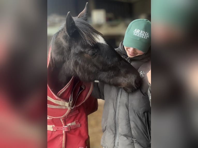 Irish Sport Horse Mare 1 year Black in Pembrokeshire