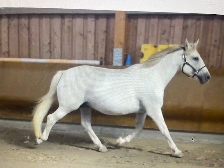 Irish Sport Horse Mare 22 years 15.3 hh Grey in Schierensee
