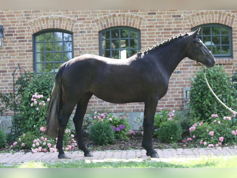 Irish Sport Horse Mare 22 years 15.3 hh Grey in Schierensee