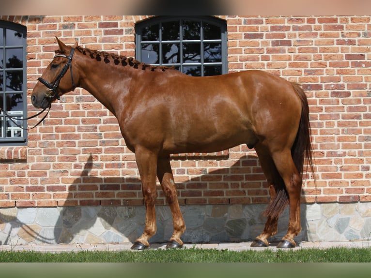 Irish Sport Horse Mare 22 years 15.3 hh Grey in Schierensee