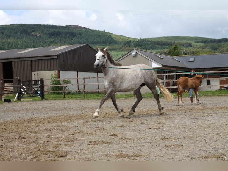 Irish Sport Horse Mare 22 years 15,3 hh Grey in Schierensee