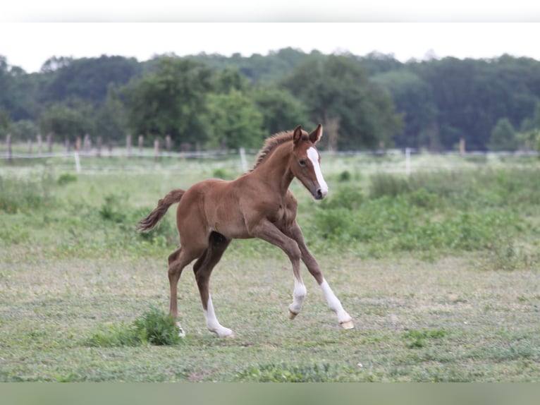 Irish Sport Horse Mare 22 years 15,3 hh Grey in Schierensee