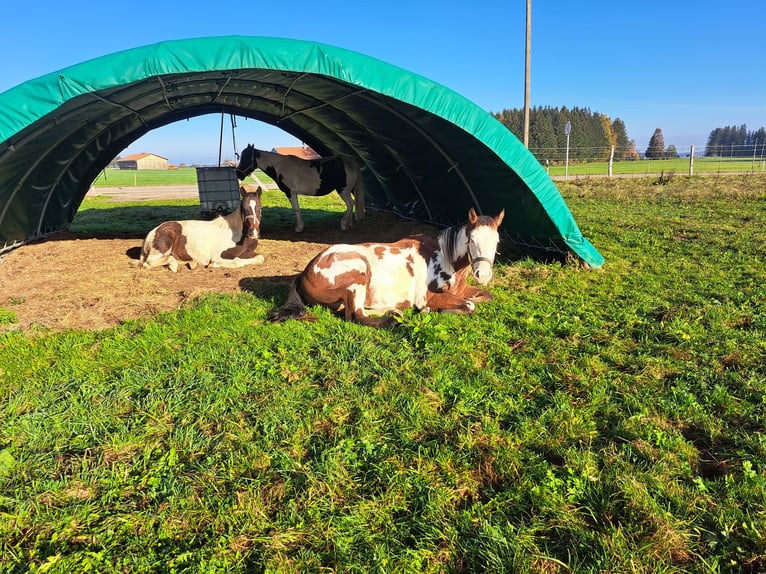 Irish Sport Horse Mix Mare 2 years 13,1 hh Pinto in Legau