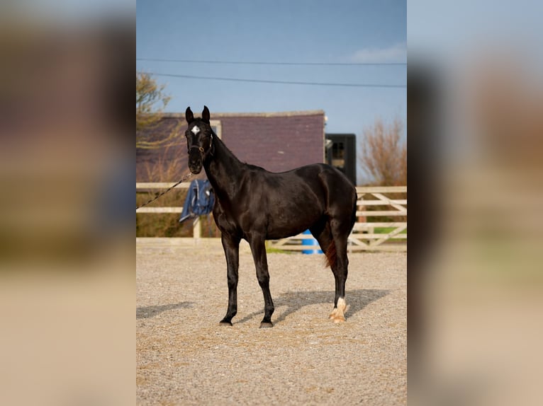 Irish Sport Horse Mare 2 years 16.2 hh Black in Pembrokeshire