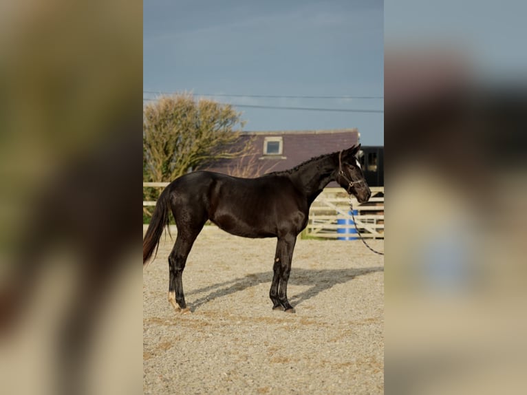 Irish Sport Horse Mare 2 years 16.2 hh Black in Pembrokeshire