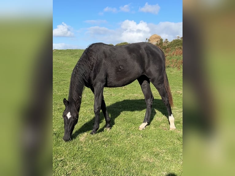 Irish Sport Horse Mare 2 years 16.2 hh Black in Pembrokeshire