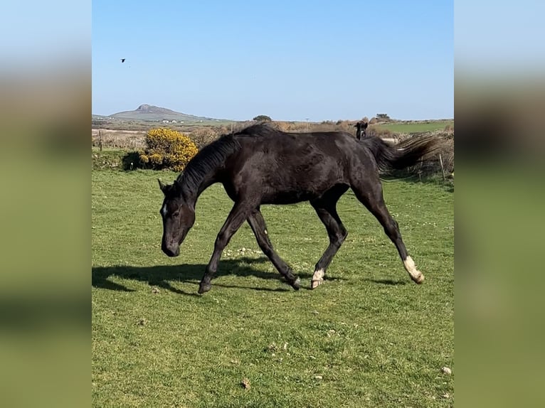 Irish Sport Horse Mare 2 years 16,2 hh Black in Pembrokeshire