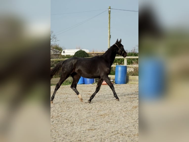 Irish Sport Horse Mare 2 years 16,2 hh Black in Pembrokeshire