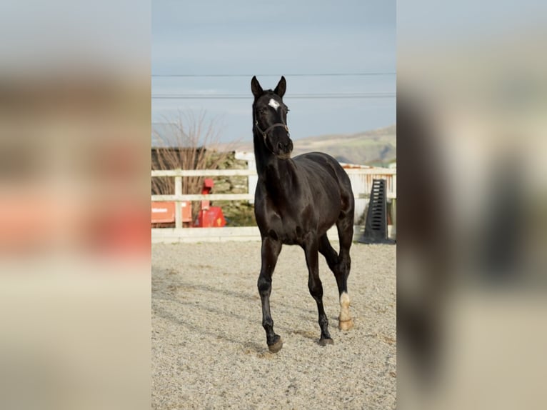 Irish Sport Horse Mare 2 years 16,2 hh Black in Pembrokeshire