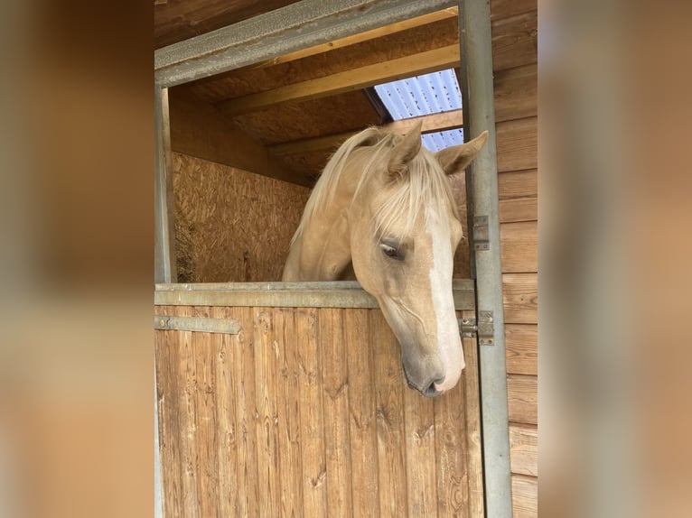 Irish Sport Horse Mare 2 years 17 hh Palomino in Cornwall’s
