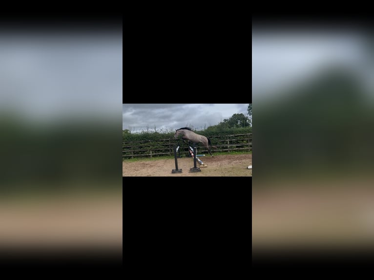 Irish Sport Horse Mare 3 years 14.2 hh Grey-Dapple in Mayo