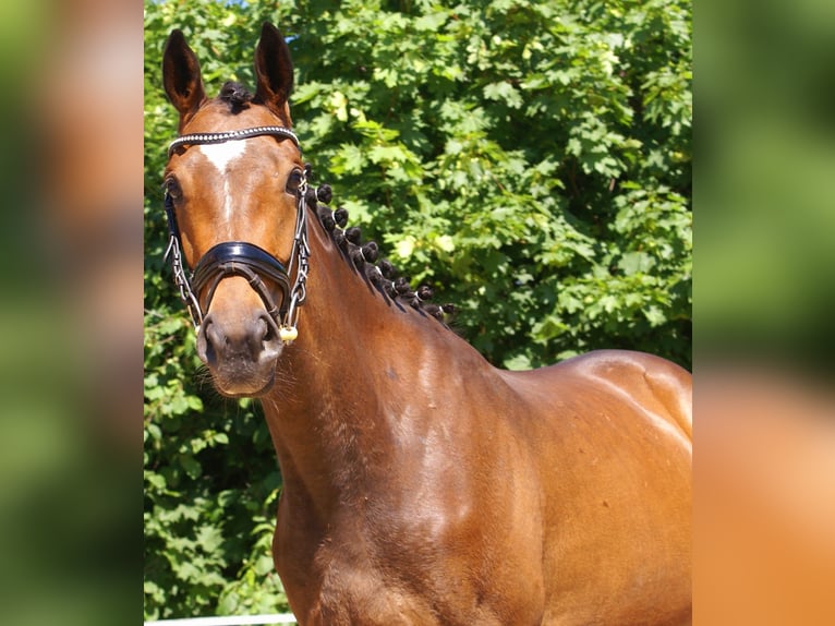 Irish Sport Horse Mare 3 years 14.3 hh Brown in Velpke