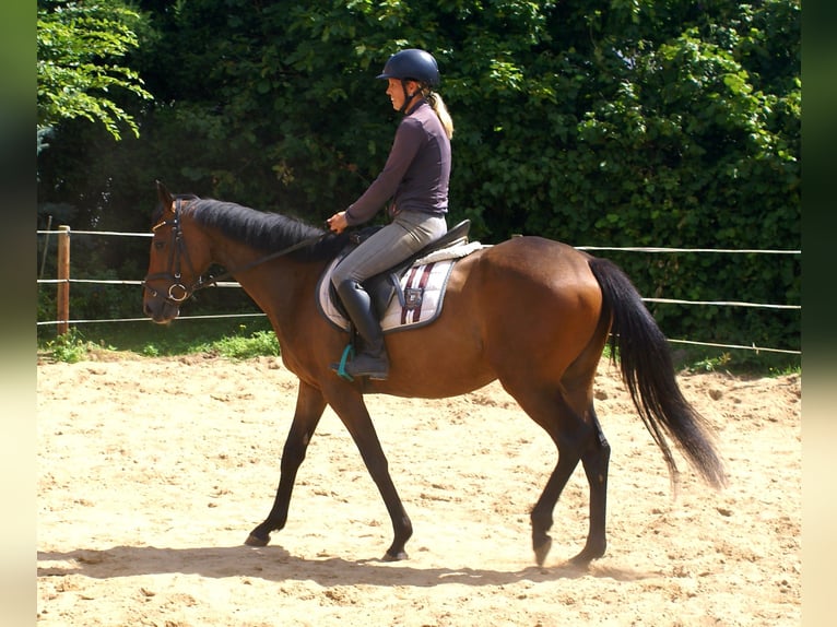 Irish Sport Horse Mare 3 years 14.3 hh Brown in Velpke