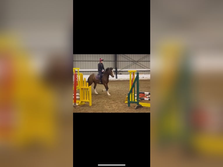 Irish Sport Horse Mare 3 years 15,1 hh Bay in Kerry