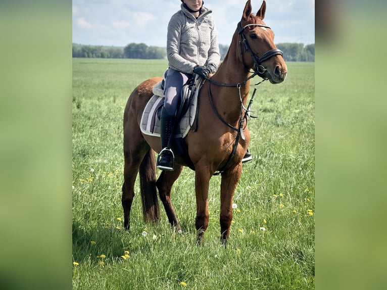 Irish Sport Horse Mare 3 years 15.2 hh Chestnut-Red in Wülperode
