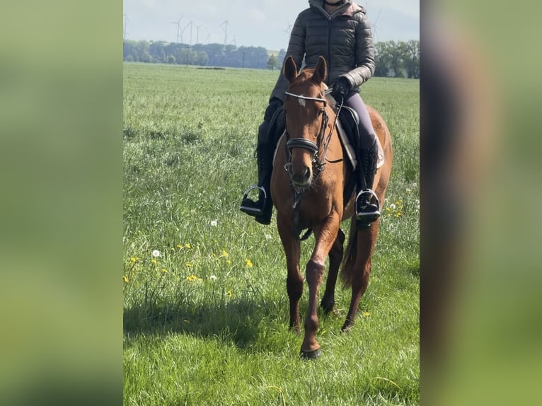 Irish Sport Horse Mare 3 years 15.2 hh Chestnut-Red in Wülperode