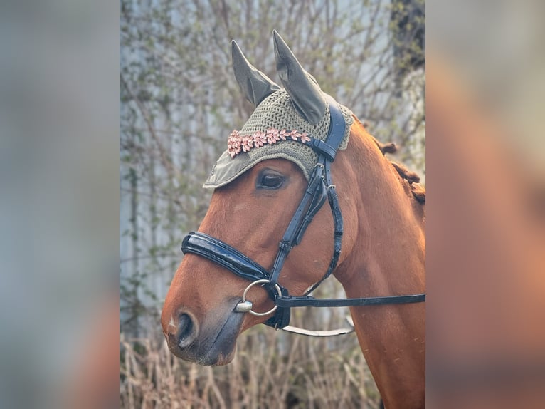 Irish Sport Horse Mare 3 years 15.2 hh Chestnut-Red in Wülperode