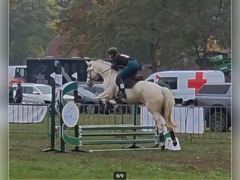 Irish Sport Horse Mare 3 years 15,1 hh Palomino in Ninove