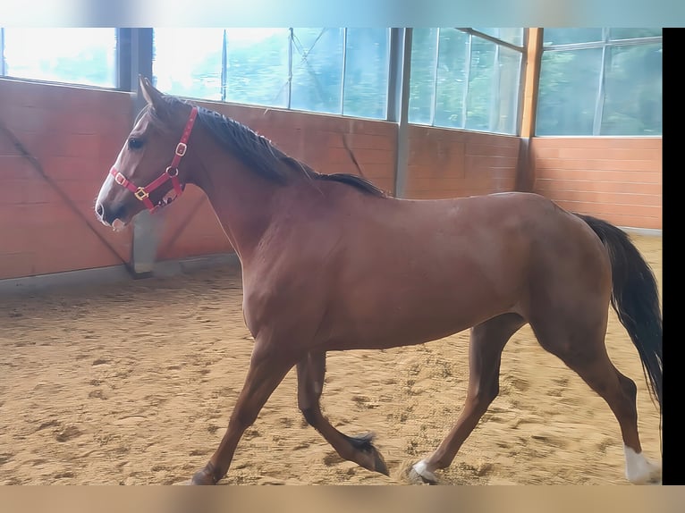 Irish Sport Horse Mare 3 years 15,3 hh Chestnut-Red in Lage