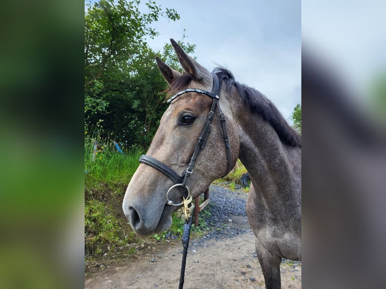 Irish Sport Horse Mare 3 years 16,2 hh in Enniscrone