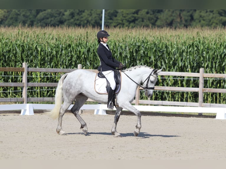 Irish Sport Horse Mare 4 years 14,2 hh Grey-Blue-Tan in Bogaarden