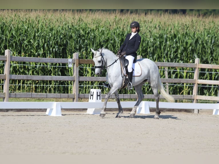 Irish Sport Horse Mare 4 years 14,2 hh Grey-Blue-Tan in Bogaarden