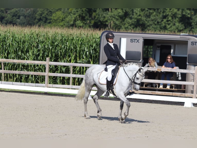 Irish Sport Horse Mare 4 years 14,2 hh Grey-Blue-Tan in Bogaarden