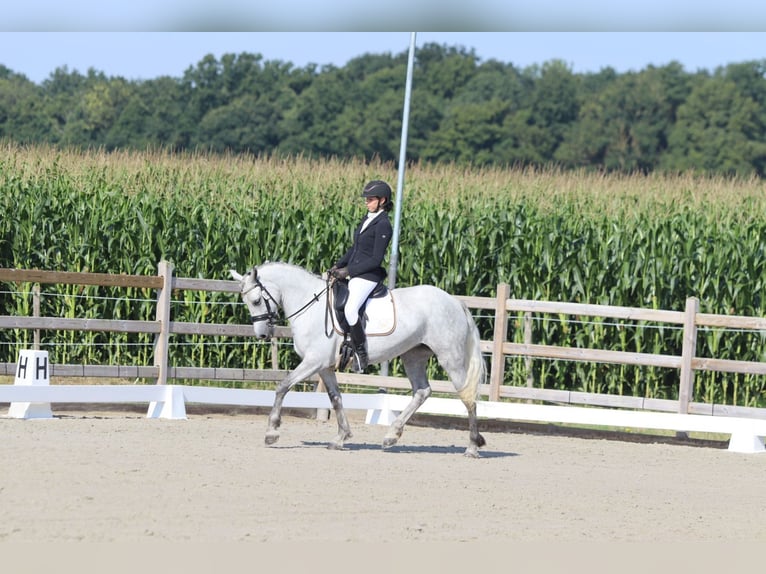 Irish Sport Horse Mare 4 years 14,2 hh Grey-Blue-Tan in Bogaarden