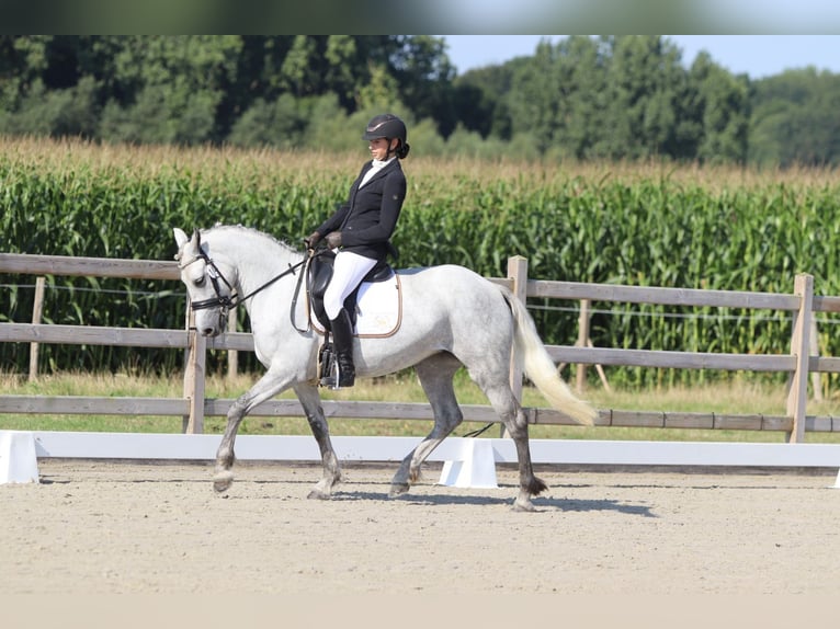 Irish Sport Horse Mare 4 years 14,2 hh Grey-Blue-Tan in Bogaarden
