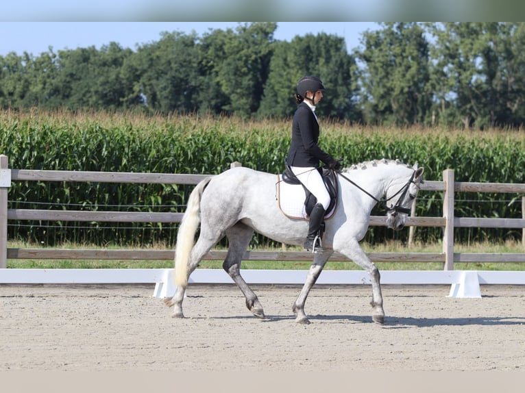 Irish Sport Horse Mare 4 years 14,2 hh Grey-Blue-Tan in Bogaarden