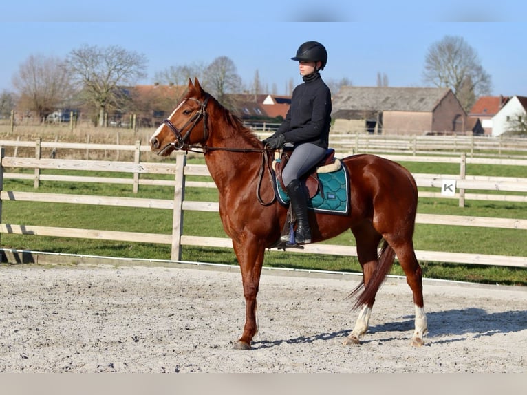 Irish Sport Horse Mare 4 years 15,1 hh Sorrel in Bogaarden