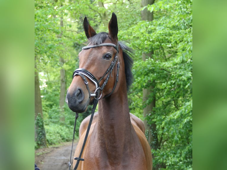 Irish Sport Horse Mare 4 years 15,2 hh Brown in Nettetal