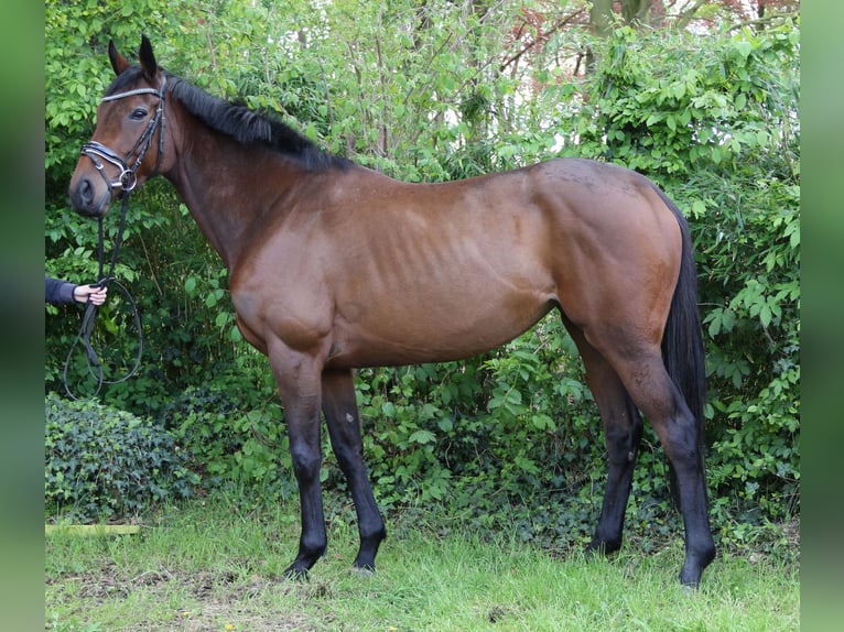 Irish Sport Horse Mare 4 years 15,2 hh Brown in Nettetal