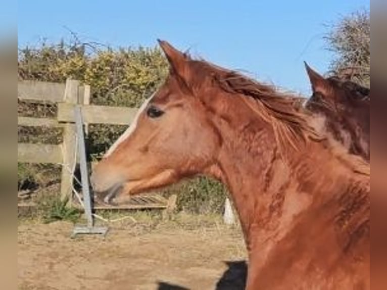 Irish Sport Horse Mare 4 years 15.2 hh Chestnut in Enniscorthy