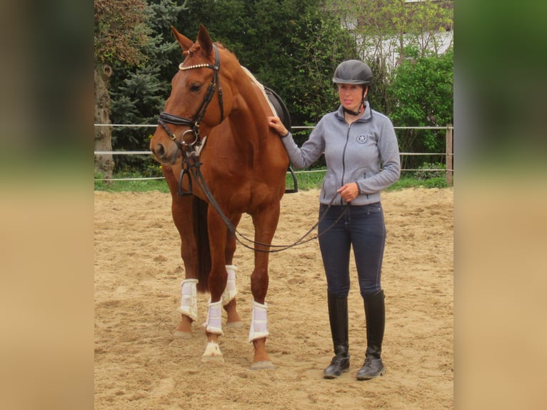 Irish Sport Horse Mare 4 years 15,2 hh Chestnut-Red in Velpke