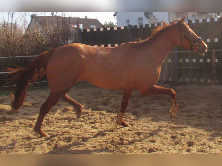 Irish Sport Horse Mare 4 years 15,2 hh Chestnut-Red in Velpke