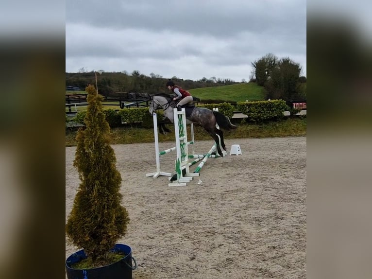 Irish Sport Horse Mix Mare 4 years 15.2 hh Grey in Clare
