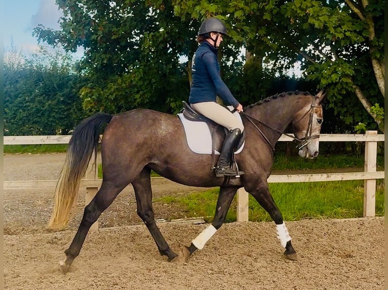 Irish Sport Horse Mare 4 years 15.2 hh Grey in grantham, Lincs