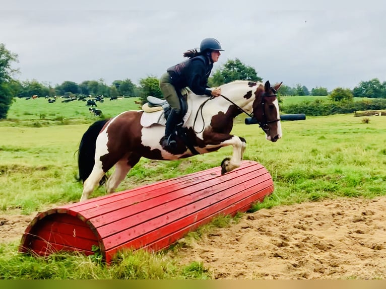 Irish Sport Horse Mare 4 years 15,2 hh Pinto in Mountrath