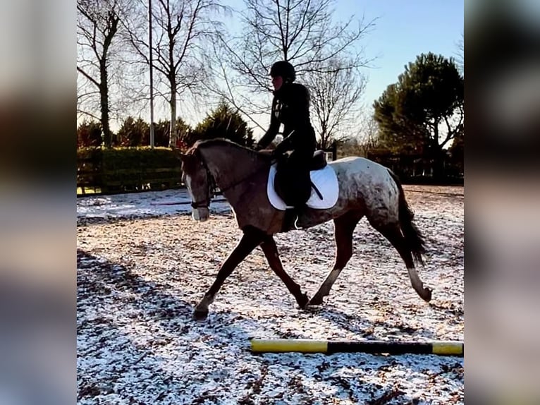 Irish Sport Horse Mare 4 years 15,2 hh Roan-Red in Dundalk