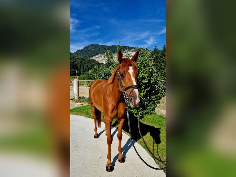 Irish Sport Horse Mare 4 years 15,3 hh Chestnut-Red in Gummern