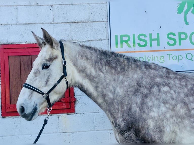 Irish Sport Horse Mare 4 years 15,3 hh Gray in Mountrath