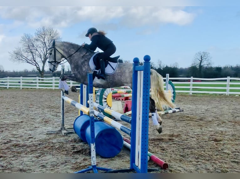 Irish Sport Horse Mare 4 years 15,3 hh Gray in Mountrath