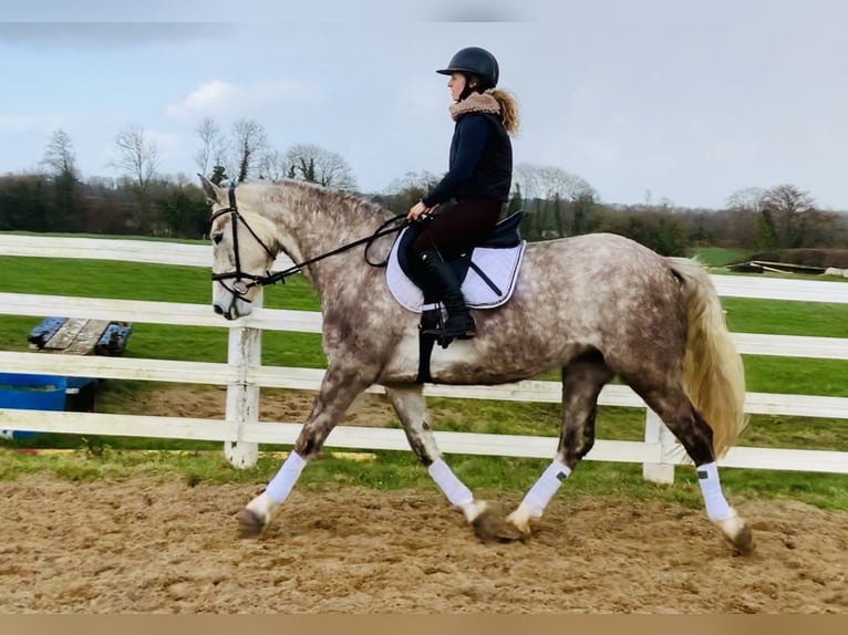 Irish Sport Horse Mare 4 years 15,3 hh Gray in Mountrath