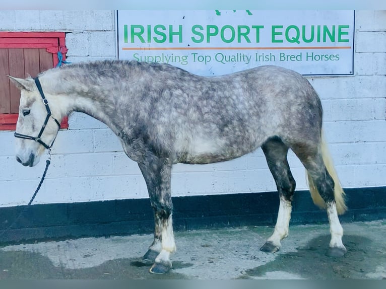 Irish Sport Horse Mare 4 years 15,3 hh Gray in Mountrath