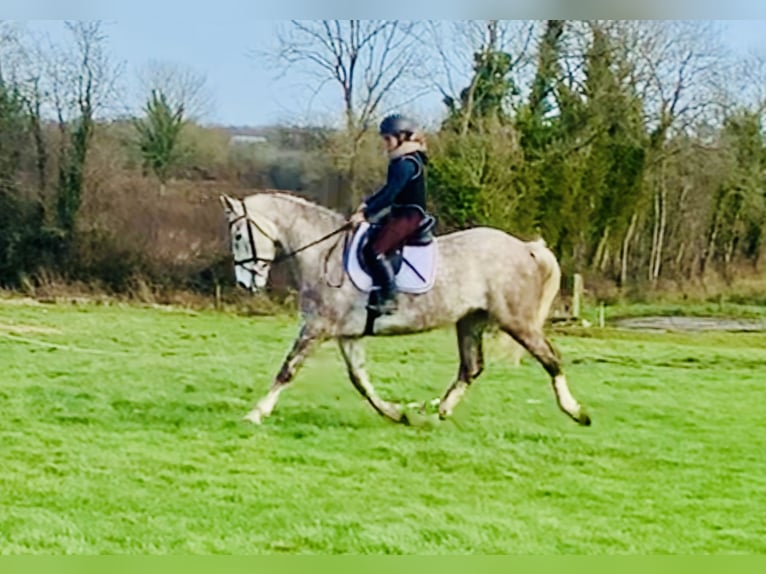 Irish Sport Horse Mare 4 years 15,3 hh Gray in Mountrath