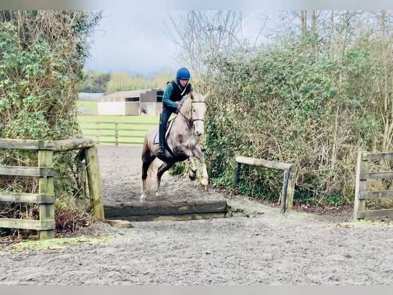 Irish Sport Horse Mare 4 years 15,3 hh Gray in Mountrath