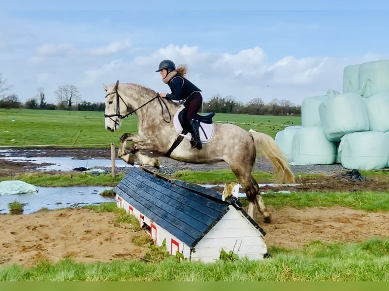 Irish Sport Horse Mare 4 years 15,3 hh Gray in Mountrath